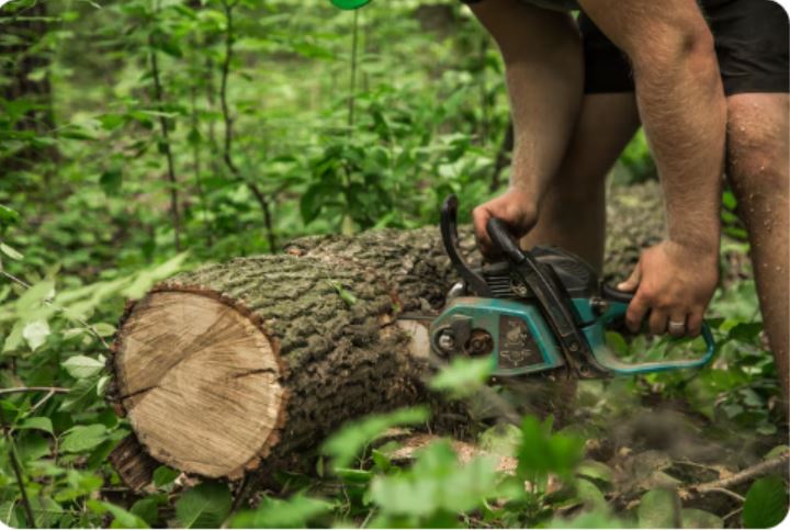 Die entscheidenden Vorteile professioneller Baumfällung
